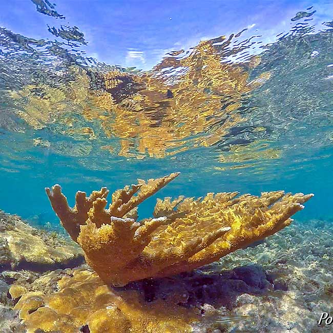 Snorkeling Boat Cruise Tour to Vieques Island, Puerto Rico